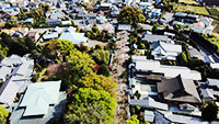 光長寺の桜