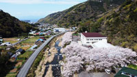 戸田大川沿いの桜並木