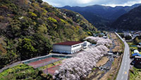 戸田大川沿いの桜並木