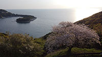 夕映えの丘の夕桜