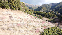 戸田新田梅林公園