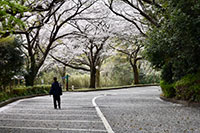 愛鷹広域公園の桜2