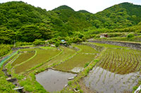 戸田北山の棚田（春）