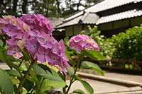 あじさい（御用邸記念公園）