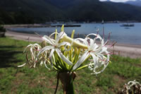 浜木綿