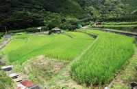 北山の棚田（夏）