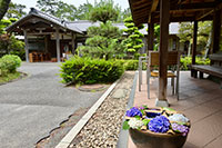 沼津御用邸記念公園の紫陽花5