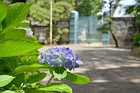 沼津御用邸記念公園の紫陽花6