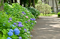 沼津御用邸記念公園の紫陽花7