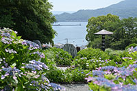 照江寺の紫陽花1