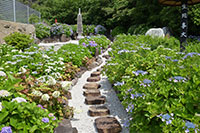 照江寺の紫陽花2