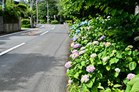 門池公園の紫陽花1
