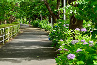 門池公園の紫陽花2