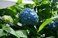 門池公園の紫陽花3