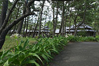 沼津御用邸記念公園のハマユウ1