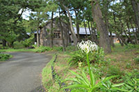 沼津御用邸記念公園のハマユウ2