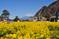 井田の菜の花