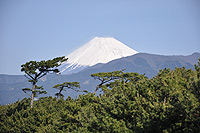 千本松原越しの富士