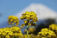 菜の花（富士山バック）