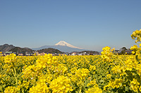 井田の菜の花畑