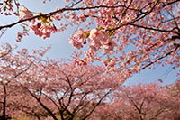 井田の河津桜1（風景）