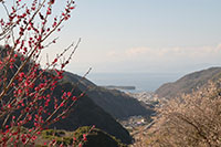 戸田新田梅林公園の梅