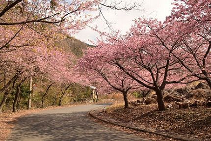 井田の河津桜