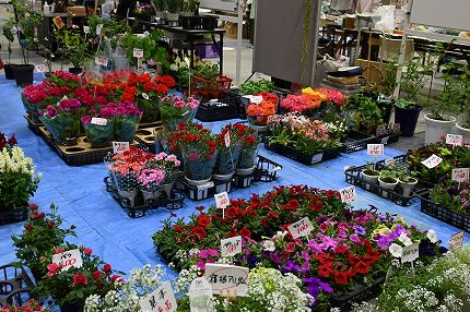 彩り豊かな花苗や盆栽