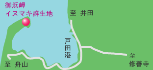 御浜岬のイヌマキ群生地 地図
