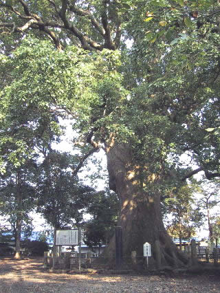 岡宮浅間神社のクス