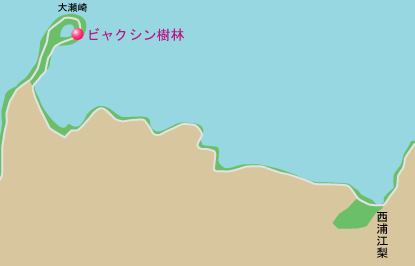 大瀬崎ビャクシン樹林　地図