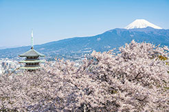 沼津の春、日本の春