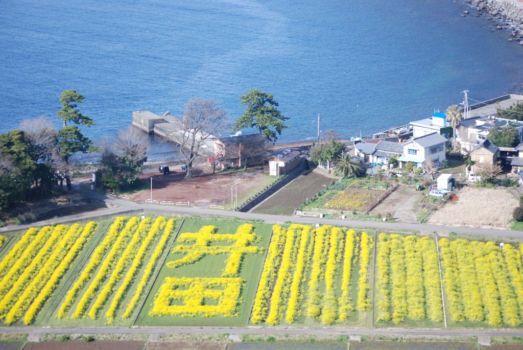 井田の菜の花畑
