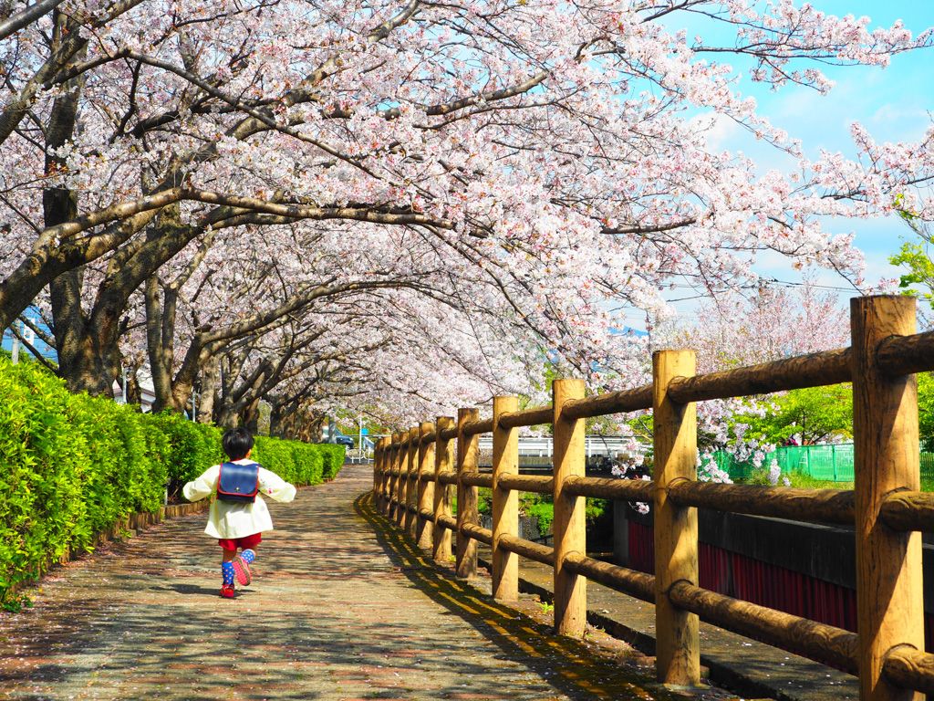 沼津の桜の名所