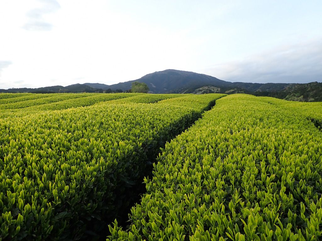 沼津茶と茶の湯・茶会文化